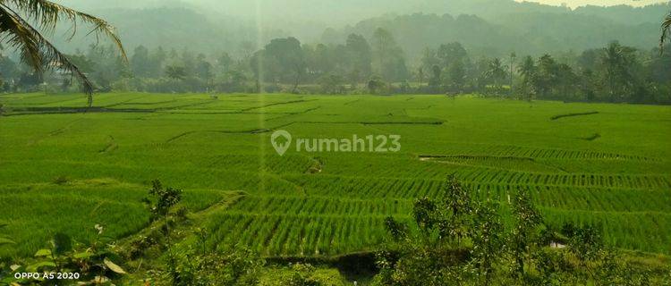 5Ha.AJB Tanah Sawah Jalan Kabupaten Kec.Nanggung-Bogor Barat 1