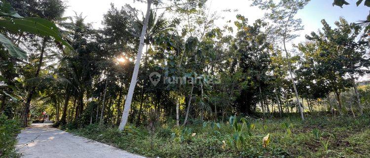 Tanah di Dekat Bandara Nyia, Kulon Progo SHM 754 m² 1