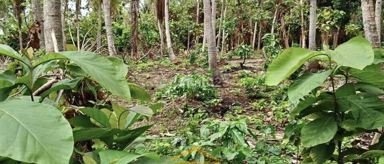 Tanah Strategis Cocok Untuk Resort Dekat Pantai Di Karimunjawa 1