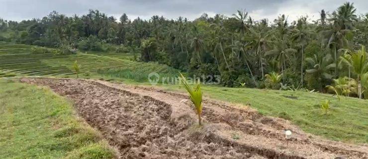 Gianyar Bali plots are ready to use for Villas and Resorts  1