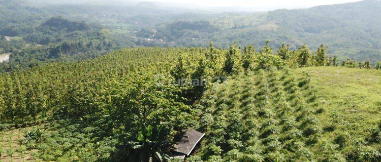  Perkebunan Jati  Sudah Jadi Pohon Sukabumi Bantar Kalong 1