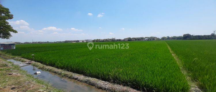 Tanah Sawah Mbulak Rejo  1