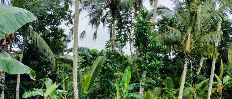 Tanah View Jungle Dan Los Sungai di Area Petulu Ubud Gianyar 1