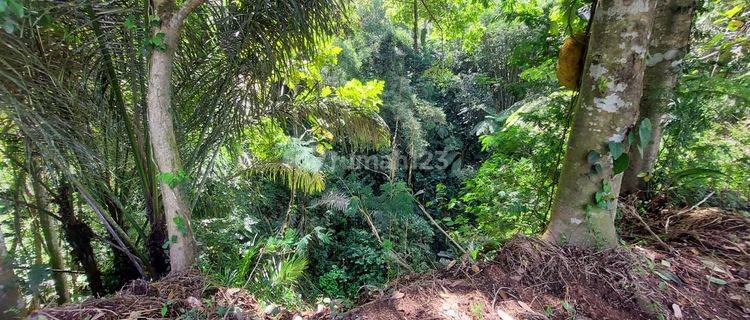 Tanah Siap Bangun di Payangan View Sawah Dan Sungai 1