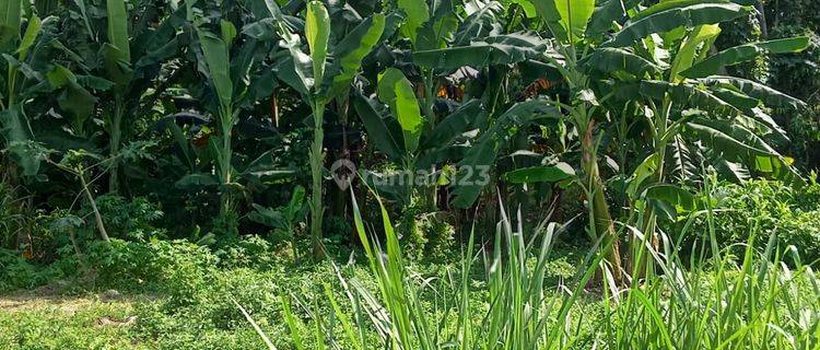 Land For Rent View Rice Field in Pejeng, Gianyar SHM 2,000 m2 1