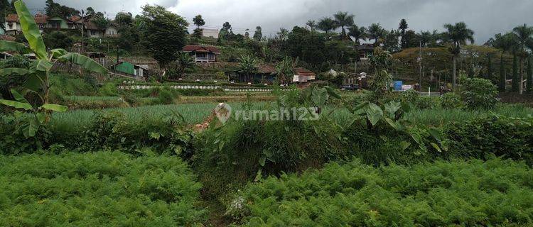 Tanah kebun masih produktif SHM dekat tol soroja 1