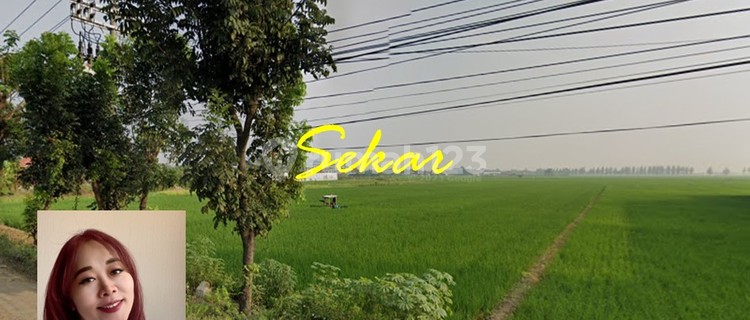 Tanah Komersial Pemalang Jawa Tengah Lokasi Super Strategis 1