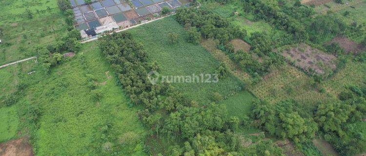 Jual Tanah Kebun Pasuruan SHM Murah Hanya 300 M Dari Jalan Raya  1