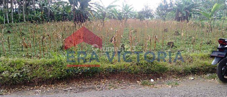 Tanah SHM Di Sekarmojo, Pasuruan. Pinggir Jalan Utama Sekarmojo 1