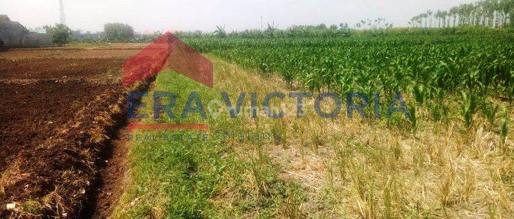 Tanah Sawah Sebelah Pondok Pesantren Lirboyo Masuk Kota Kediri 1