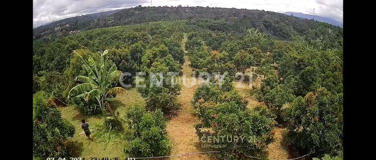 Lahan Kebun Alpukat Di Sukabumi 1