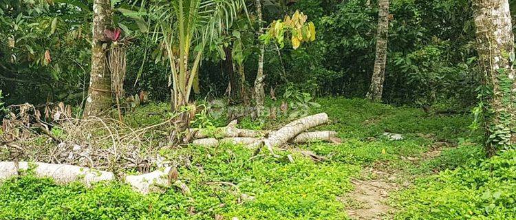 1.2 Hectare Plantation Land in Penebel Tabanan 1