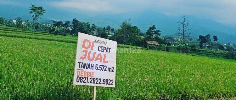 Turun Harga Sawah Bagus Produktif 1