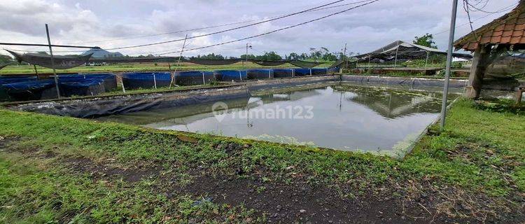 Dijual Lahan Ternak Lelelokasi Karanganyar,ambulu 1