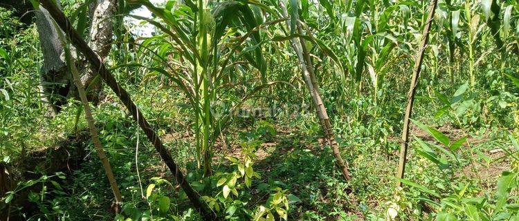 DIJUAL TANAH KEBUN JAGUNG PINGGIR JLN DESA SUKANAGARA SOREANG 1