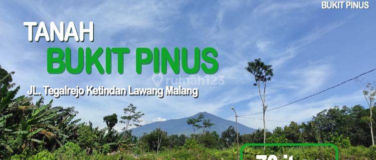 Promo Tanah Bukit Pinus Lawang Malang Dekat Wisata Kebun Teh 1
