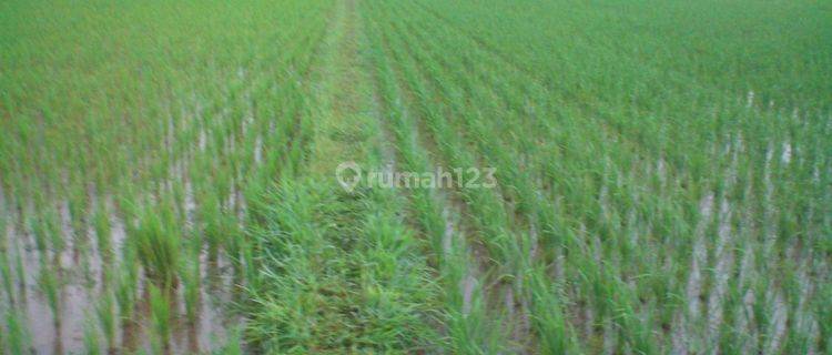 Dijual tanah sawah produktif di kab purworejo jawa tengah
 1
