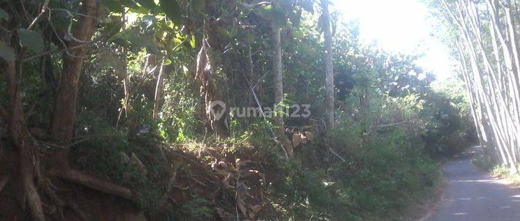 Dijual Tanah Dan Kebun Jati Di Desa Curahdami Bondowoso Kt 1