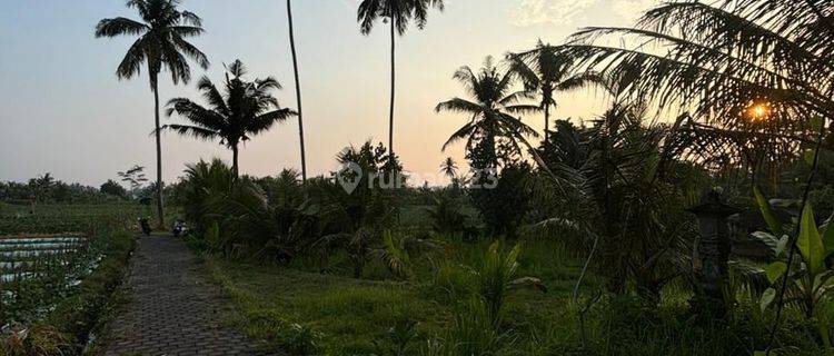 Dijual Tanah Murah Ubud Pejeng Itr Kuning Harga Nego 1