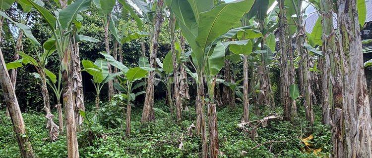 Dijual Tanah Murah Siangan Ubud Bali View Bagus Harga Nego 1