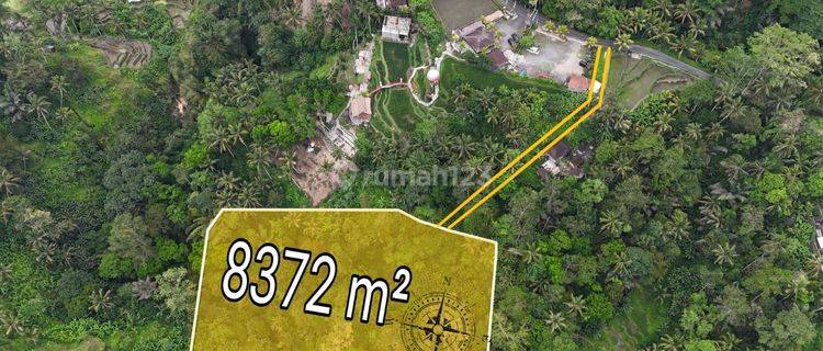 Dijual Tanah Murah Ubud Tegalalang Harga Nego 1