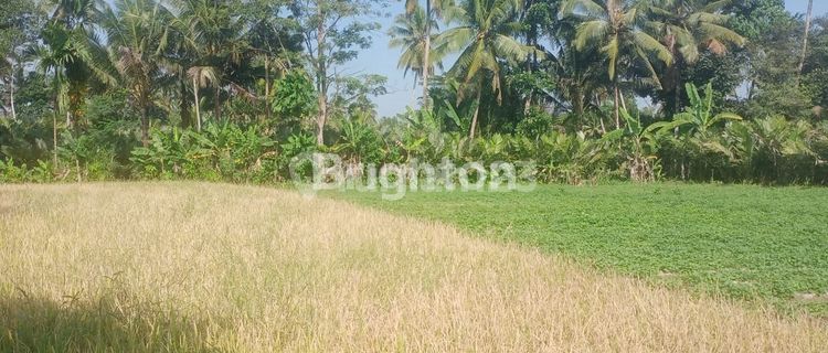 DIJUAL TANAH LUAS LOKASI MUTHILAN MAGELANG JAWA TENGAH 1