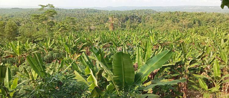 Tanah di Pandeglang sobang cimanis banten 2 ha 1