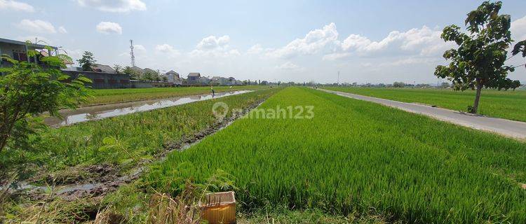 3 Tanah Sawah Cocok Untuk Perumahandekat Rsup Dr Soeradji Klaten Selatan 1