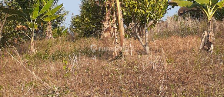 Dijual Tanah Bonus Kebun di Panacaran Munjul Pandeglang 1