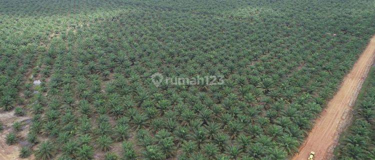 Kebun Kelapa Sawit Dijual Di Banyuasin Sumatera Selatan 1