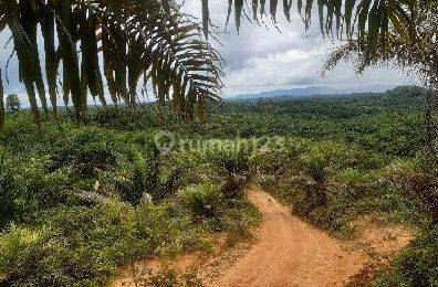 Kebun kelapa sawit dijual di kec.ngabang kab.landak kalbar 1