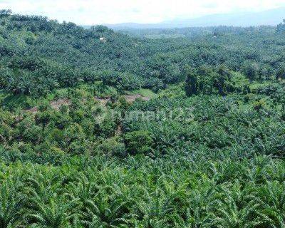 Dijual Tanah Kebun Kelapa Sawit Di Kab.Kaur Bengkulu Rp.1500/m² 1