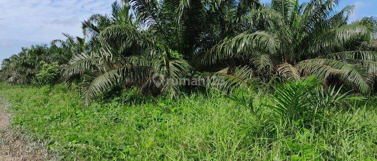 Dijual Kebun Kelapa Sawit Di Kabupaten Indragiri Hulu Riau 1