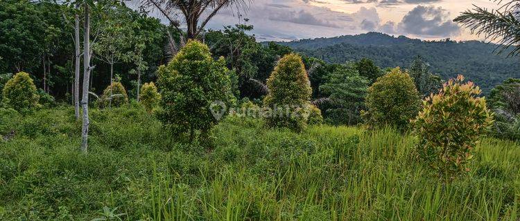 Di jual tanah  view alam murah strategis dan negosible 1