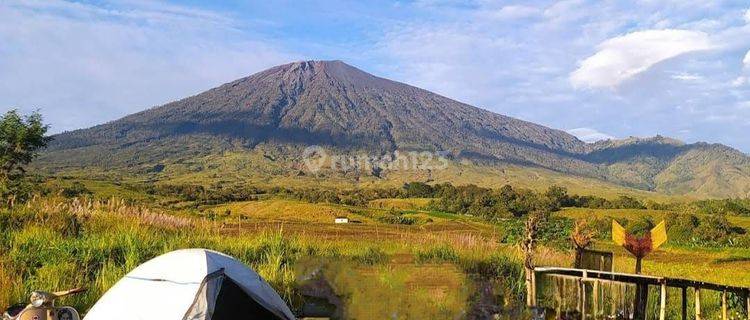 Di Jual Tanah View Gunung Rinjani Dan Sawah Sembalun Lombok 1