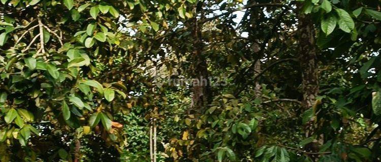 Di Jual Tanah Kebun Full Buah Sudah Panen Lingsar Lombok 1