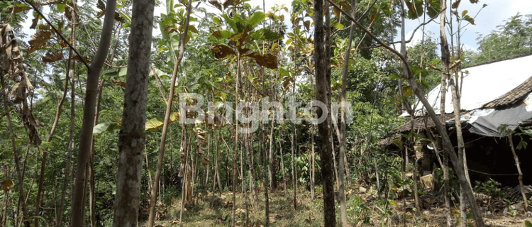 TANAH KEBUN PRIGEN PANDAAN 1