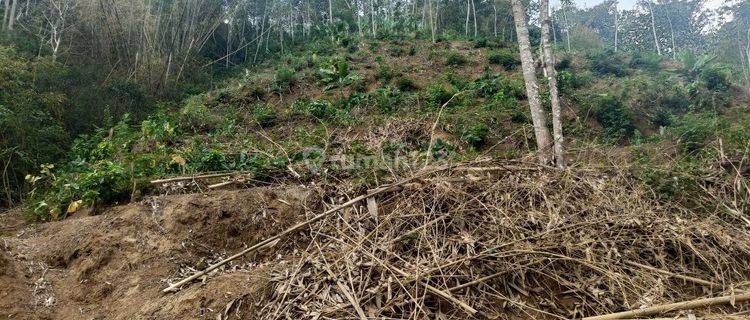 Dijual Cepat Kebun Durian Kopi Murah Malang Tajinan 1