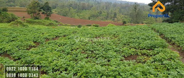 Lahan Pertanian Produktif SHM Omset Ratusan Juta Per 3 Bulan  1