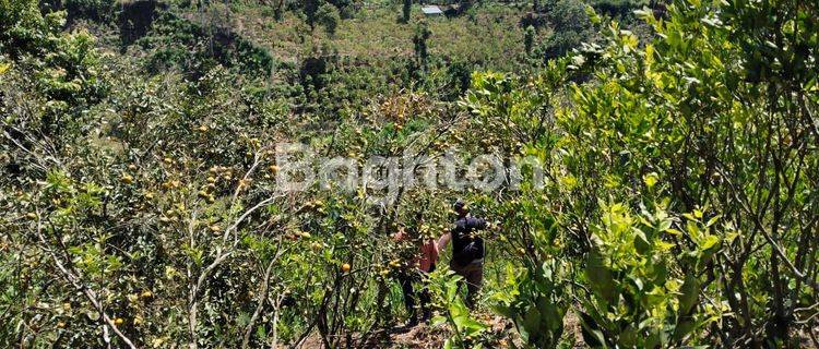 TANAH KEBUN JERUK LOKASI BATUR KINTAMANI 1