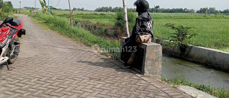 Tanah Sawah Tulangan Sidoarjo Luas 1676 Meter 1