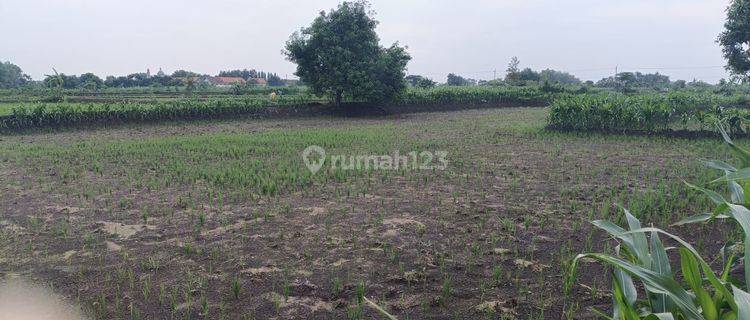 Tanah Sawah Tulangan Sidoaarjo Akses Jalan Mobil Masuk 1