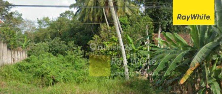 Tanah di Gunung Agung Sekampung udik 1