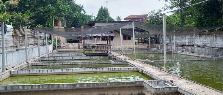 Tanah Kolam ikan siap pakai 1