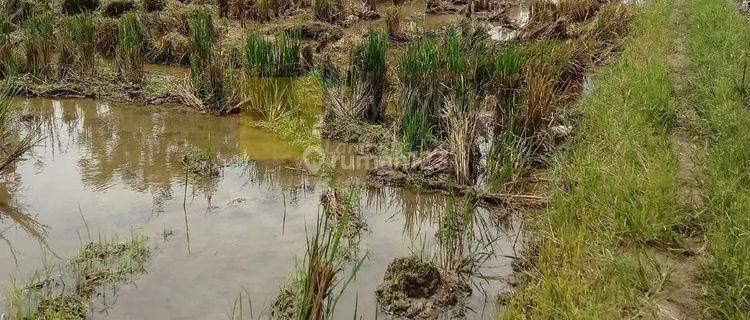 Miliki Sawah Irigasi di Area Pemukiman dan Perumahan 1