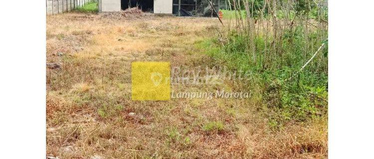 Miliki Tanah Green Stok di dalam Perumahan Pusat kota 1