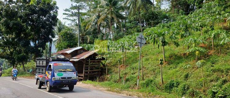 Tanah Perkebunan lin 1