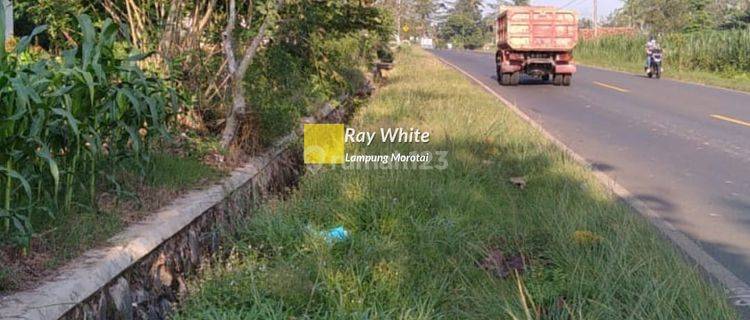 Tanah Perkebunan Di Labuhan Ratu LamTim 1