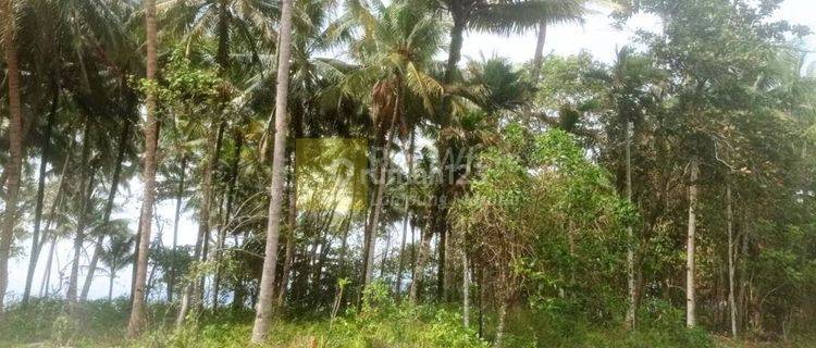 Dijual Tanah Tepi Pantai Krui ay 1