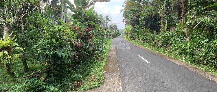 Dijual Murah Tanah Kebun Duren Dan Kelapa Di Tabanan 1